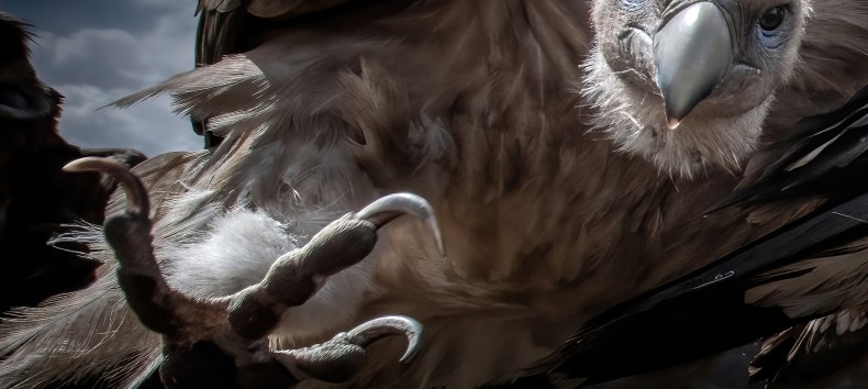 Achtung! - Titel des Gewinnerbildes von Zhu Xingchao des Pölking Awards, © fpa-zhu-xingchao