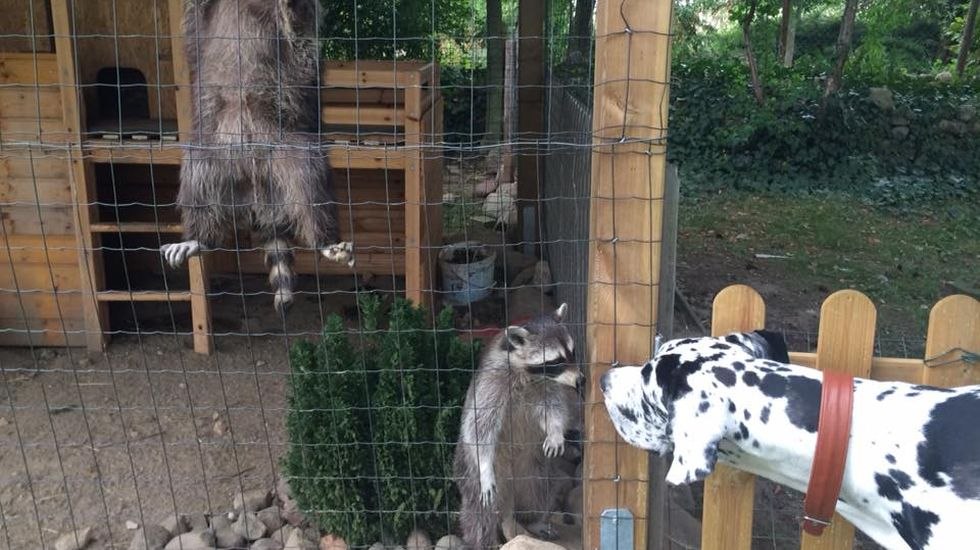 Little Uncle Farm heeft veel dieren // &copy; Hof Little Uncle/ Angela Finkl-Hartmann