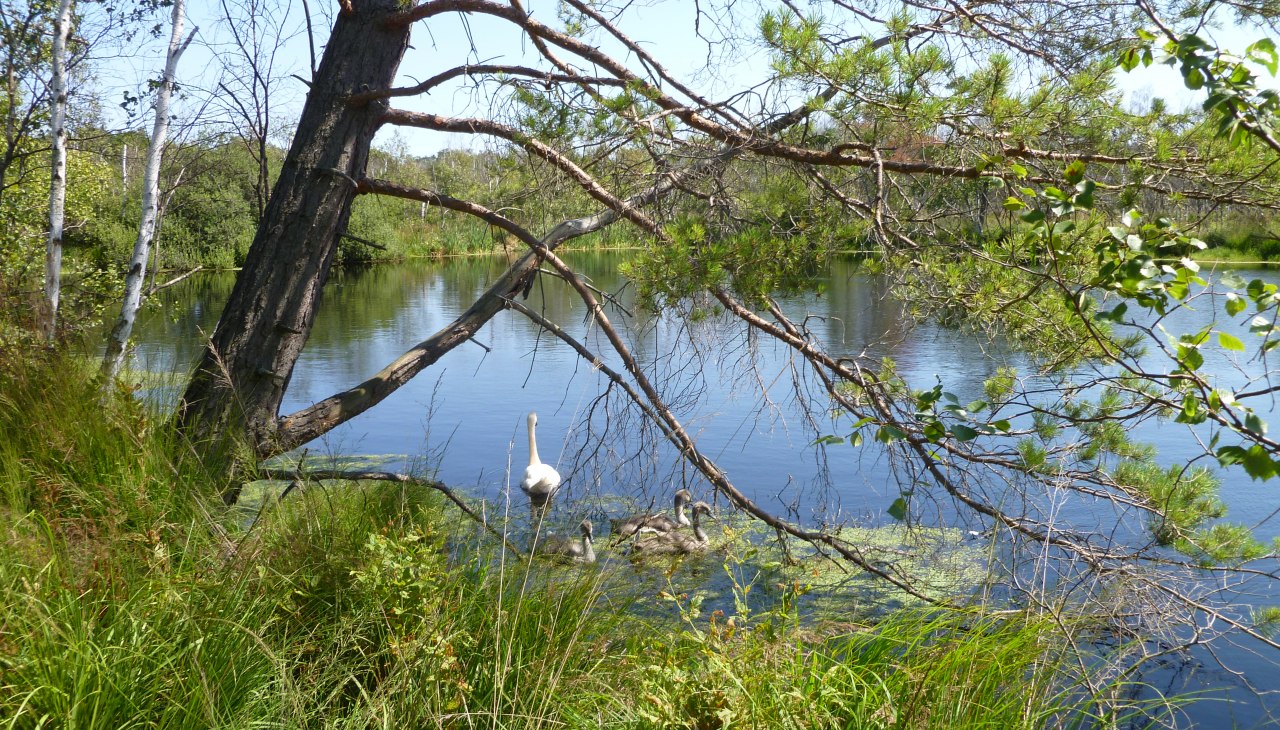 Moorsee, © Stadt Ribnitz Damgarten Moorsee, © Stadt Ribnitz Damgarten