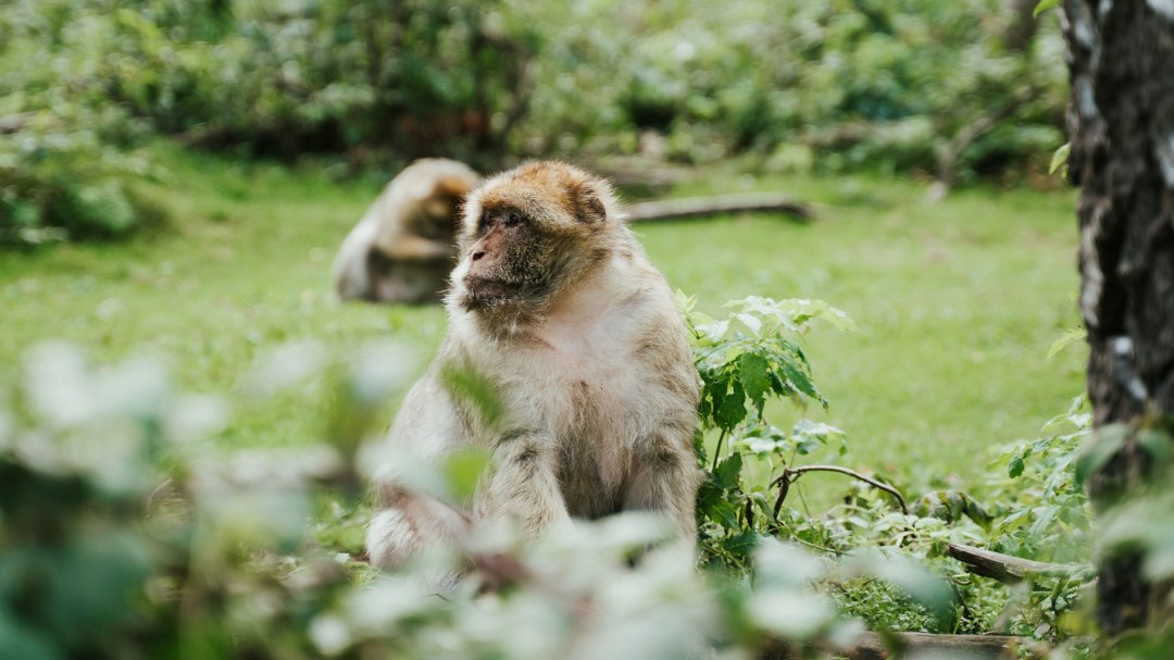 Affenwald Malchow, © 1000seen