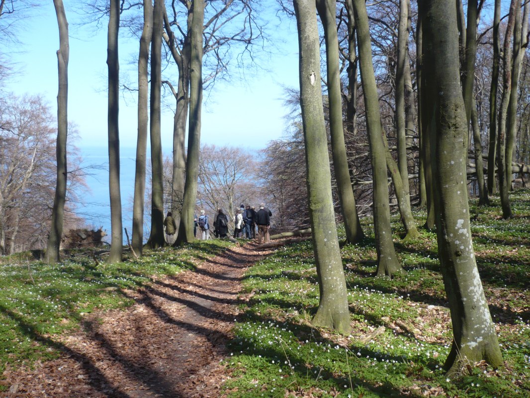 Fr&uuml;hlingswanderung // &copy; Touristik Lohme