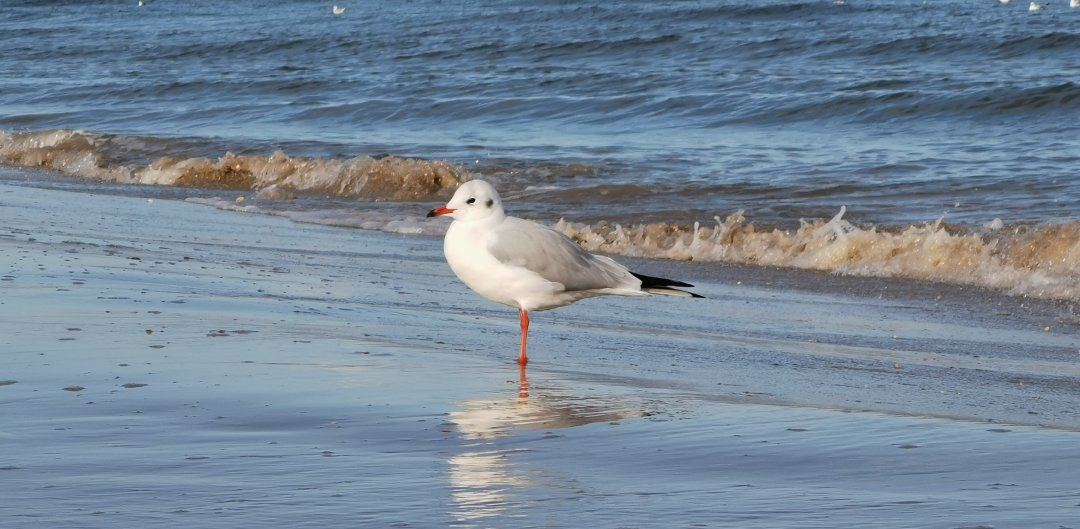 "Tu dir gut" - Strandwanderung mit dem Naturschutzzentrum, &copy; Lachm&ouml;we