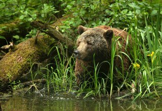 Auf den Spuren geretteter Braunbären im Bärenschutzzentrum, © Thomas Oppermann
