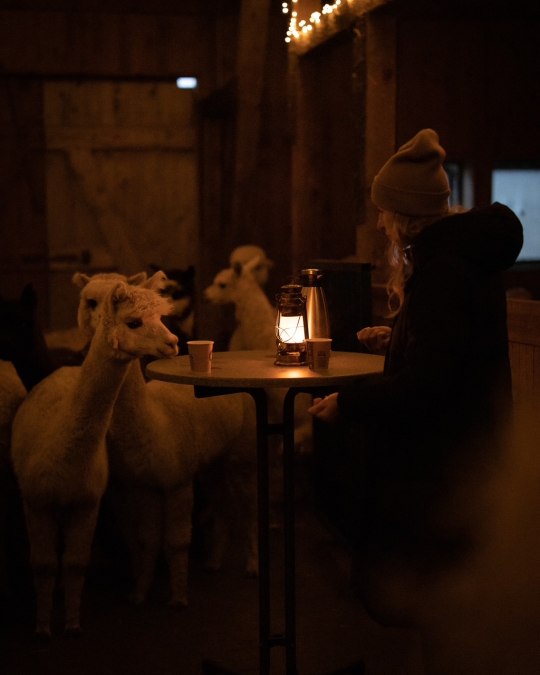 TMV/Sei-Gast-2026_Alpaka-Stallabend_Rubkow_C_Sven-Hasener_Gutes-aus-Vorpommern (2), © Sven Hasener / Gutes aus Vorpommern TMV/Sei-Gast-2026_Alpaka-Stallabend_Rubkow_C_Sven-Hasener_Gutes-aus-Vorpommern (2), © Sven Hasener / Gutes aus Vorpommern