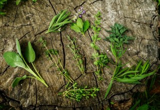 &copy; Baylay Nargang (pixabay)