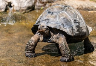 &copy; Zoo Rostock/ Dr&uuml;bbisch