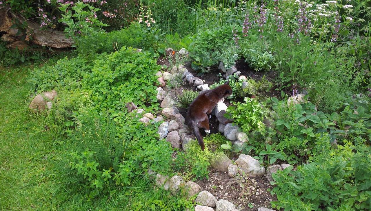 Diverse Kr&auml;uterpflanzen mit dienst&auml;ltestem Kater, &copy; Heike Voigt - Edle Tropfen Kr&auml;uterspezialit&auml;ten