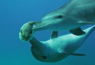 © Tiere_im_Rausch_PF_Delfine_mit_Kugelfisch.jpg © Tiere_im_Rausch_PF_Delfine_mit_Kugelfisch.jpg