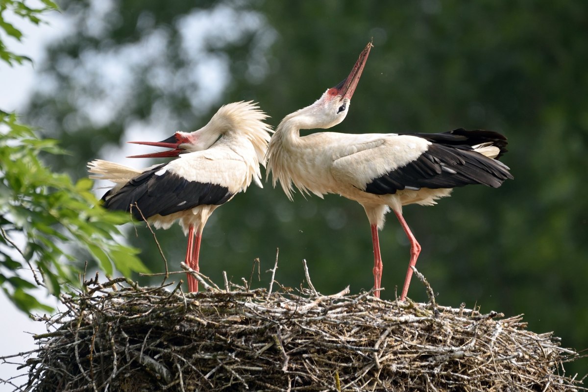 St&ouml;rche bei der Balz // &copy; Karsten Peter