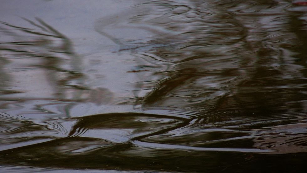 das Recht der Fische, &copy; Franz Riegel