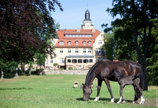 Gest&uuml;t Schloss Wendorf // &copy; adfc-Schwerin
