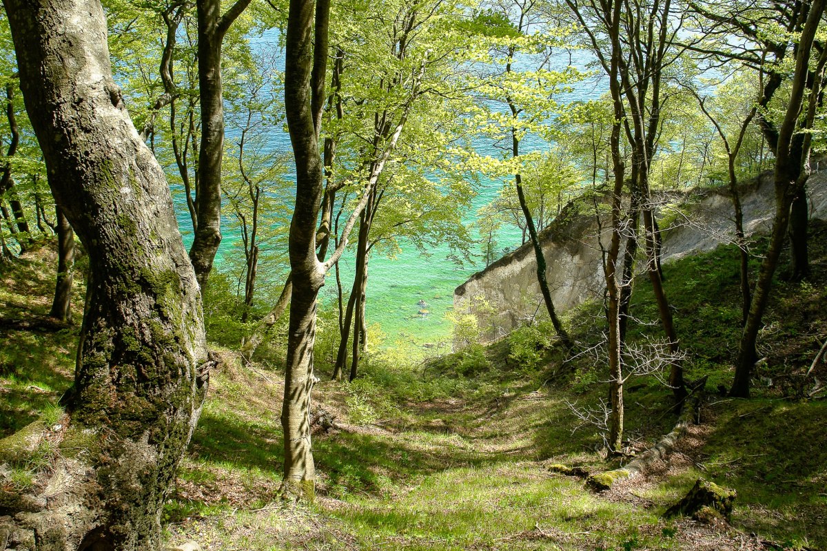 Küstenwald mit Bäumen auf einer Hanglage und im Hintergrund leuchtend blau-grünem Wasser. // © Nationalaprk-Zentrum KÖNIGSSTUHL / Peter Lehmann Küstenwald mit Bäumen auf einer Hanglage und im Hintergrund leuchtend blau-grünem Wasser. // © Nationalaprk-Zentrum KÖNIGSSTUHL / Peter Lehmann