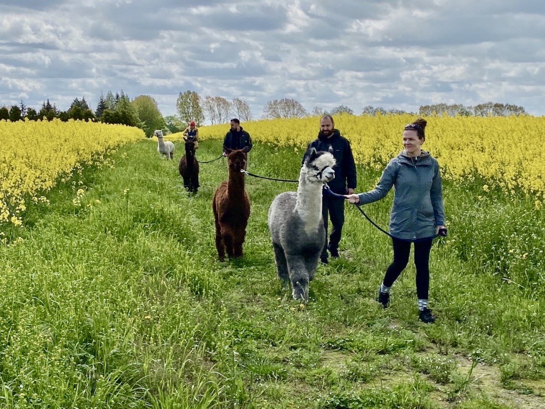Alpaca wandeling met koolzaad in bloei // &copy; Alpaka Idylle