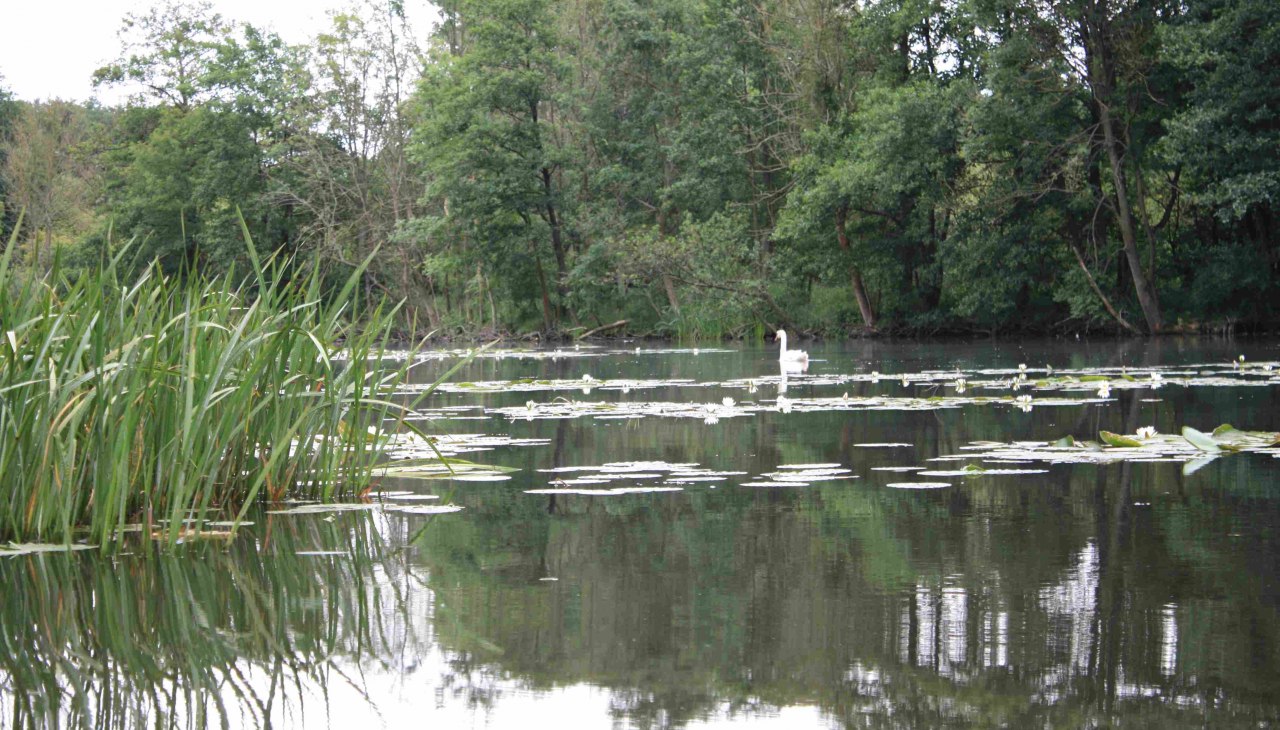 In den Torfstichen bei Malchin, © Marin-Ziegler In den Torfstichen bei Malchin, © Marin-Ziegler