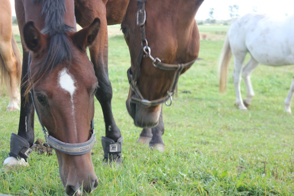 Reit und Pensionsstall, &copy; Rempliner Wiesenhof