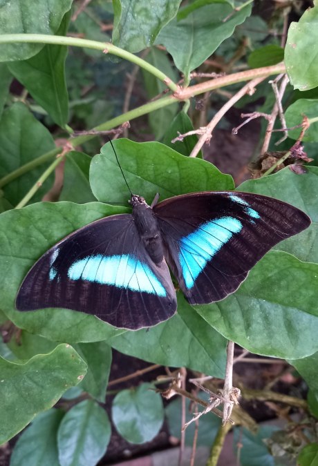 20211216_093122, © Schmetterlingsfarm/Heike Schnelle