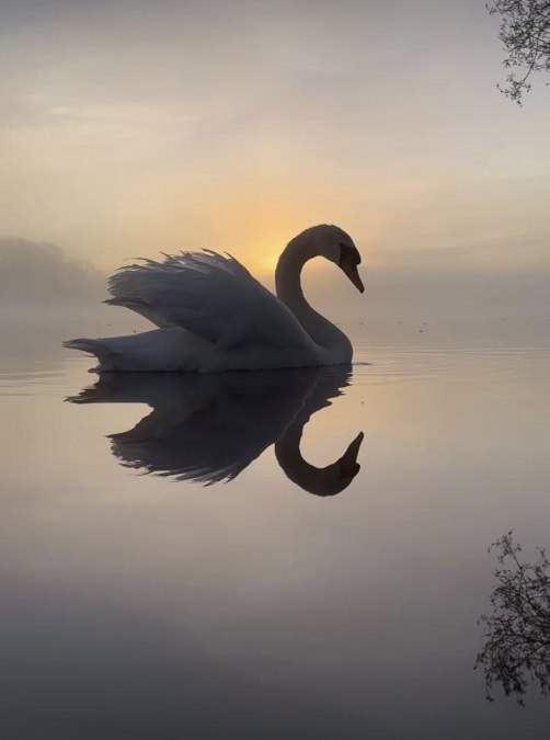 Saaler Schwäne, © TZ Südliche Boddenküste Saaler Schwäne, © TZ Südliche Boddenküste