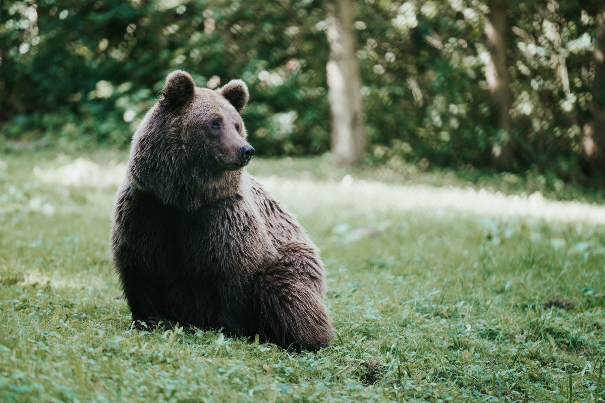 De bruine beer zit rustig op de weide, zijn dikke vacht glinstert in het licht dat door de boomtoppen valt. In het berenreservaat M&uuml;ritz bij Stuer vinden geredde beren een aan hun soort aangepast thuis in 16 hectare bos. Hier kun je zien hoe de dieren in hun natuurlijke ritme leven - een ontroerende natuurervaring. // &copy; 1000seen.de