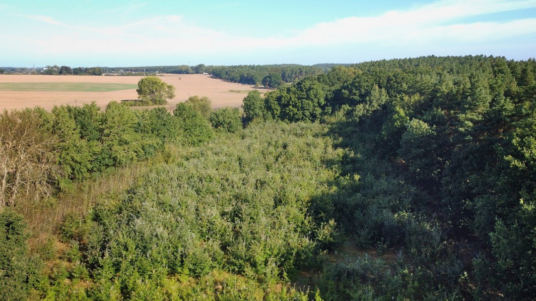 Klimaatbos Bad Kleinen, &copy; Landesforst MV
