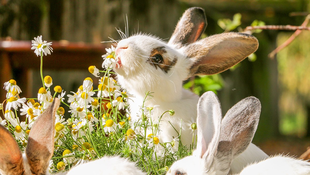 Kaninchen Osterkind, © Land der Tiere