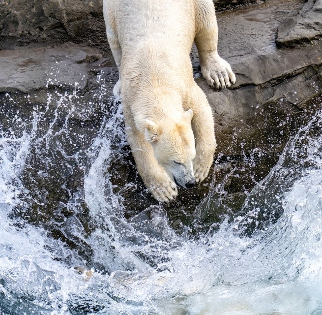 Ein Eisbär im Zoo Rostock. // © Zoo Rostock/ Drübbisch Ein Eisbär im Zoo Rostock. // © Zoo Rostock/ Drübbisch