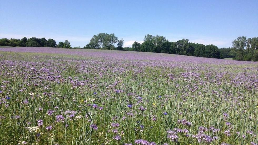 Blick auf das angrenzende Feld // © Ferienwohnung Harmonie Blick auf das angrenzende Feld // © Ferienwohnung Harmonie