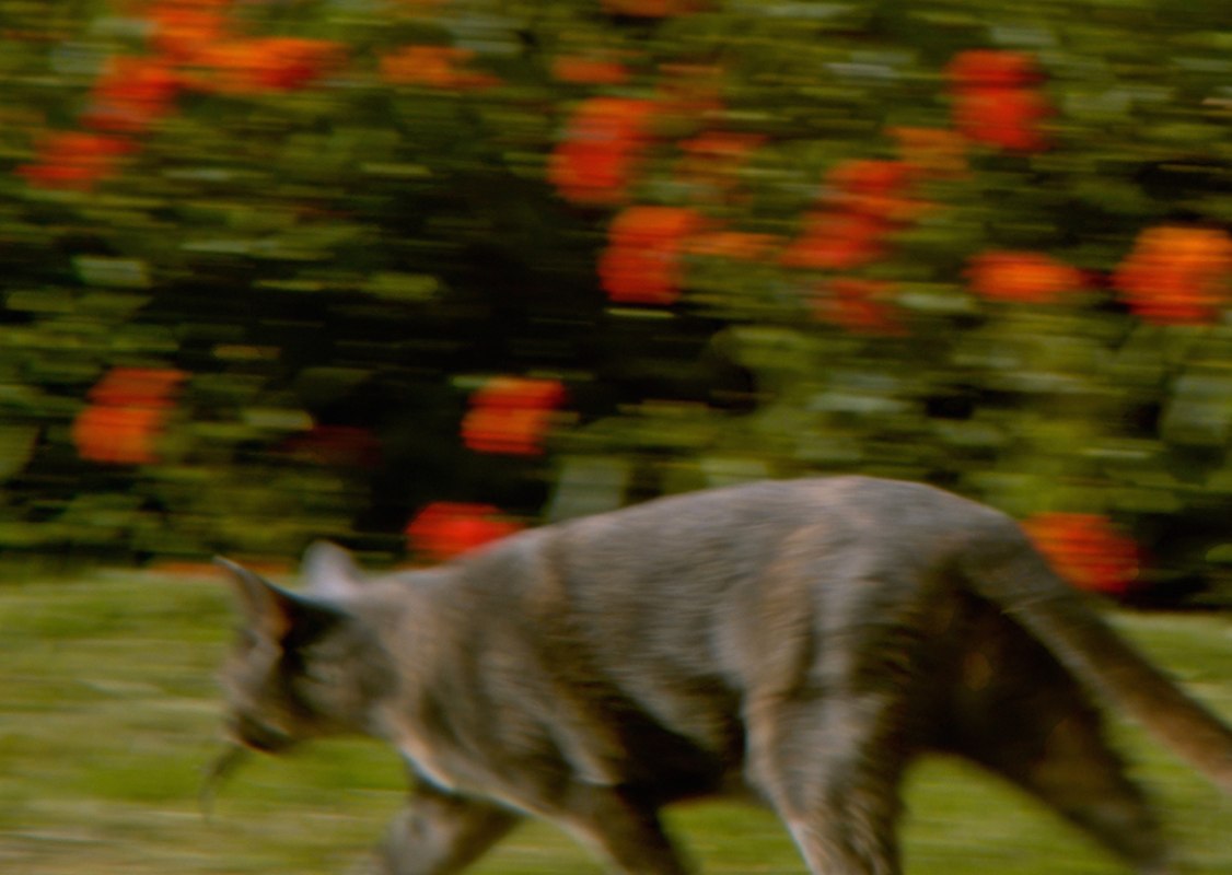 &copy; Courtesy: Adriana Ramić.