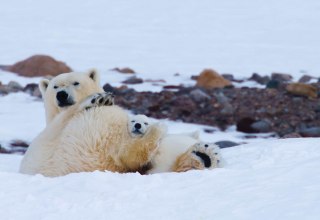 © Artic Light © Artic Light