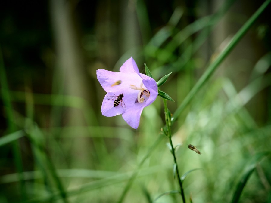 20230704-Kräuterwanderung-198-Foto-Burwitz-Pocha, © Burwitz