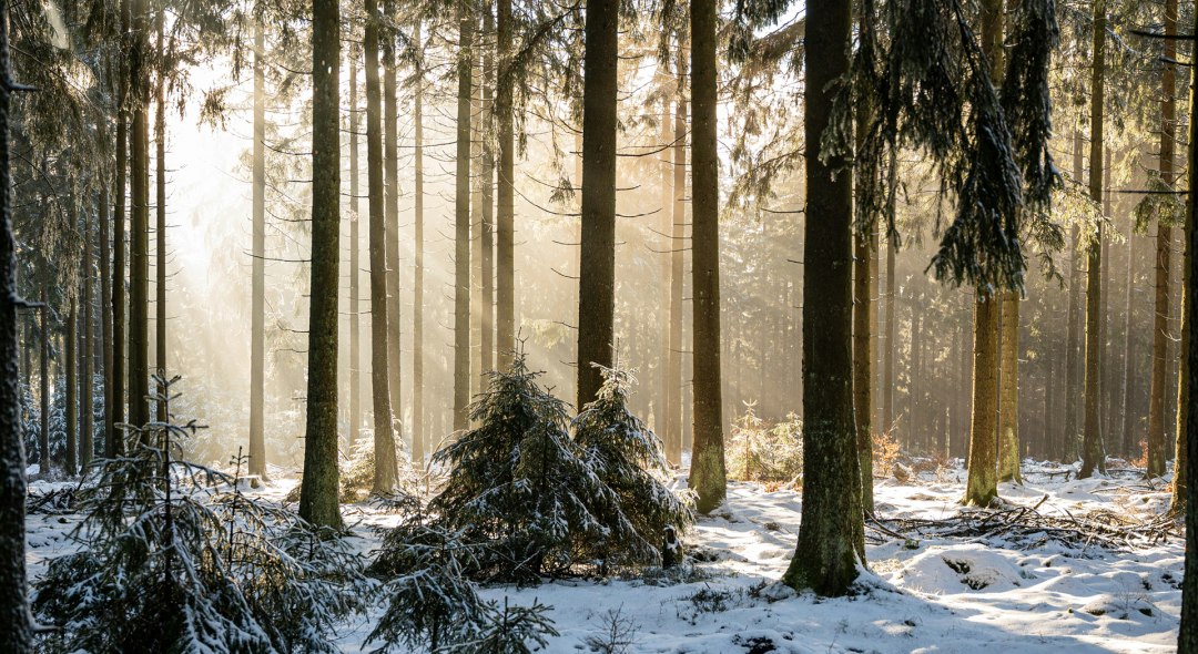 Winterbos, © Foto von Babette Landmesser auf Unsplash Winterbos, © Foto von Babette Landmesser auf Unsplash