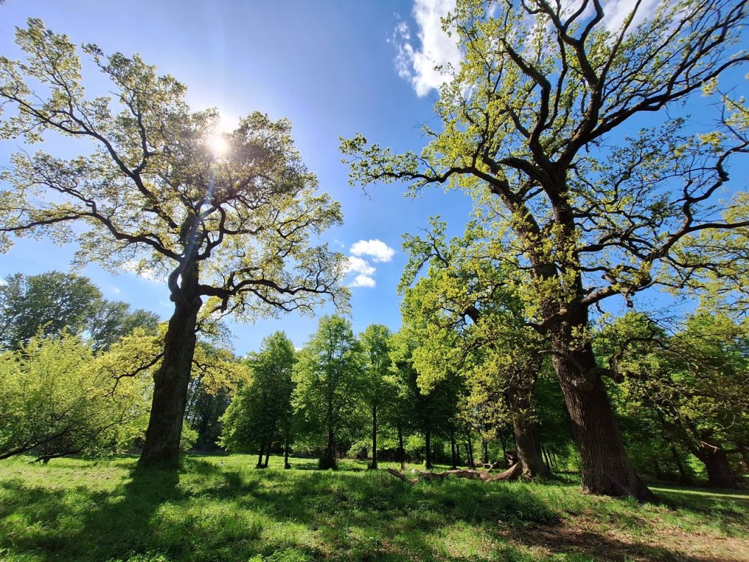 Eichen im Gutspark // © privat Eichen im Gutspark // © privat