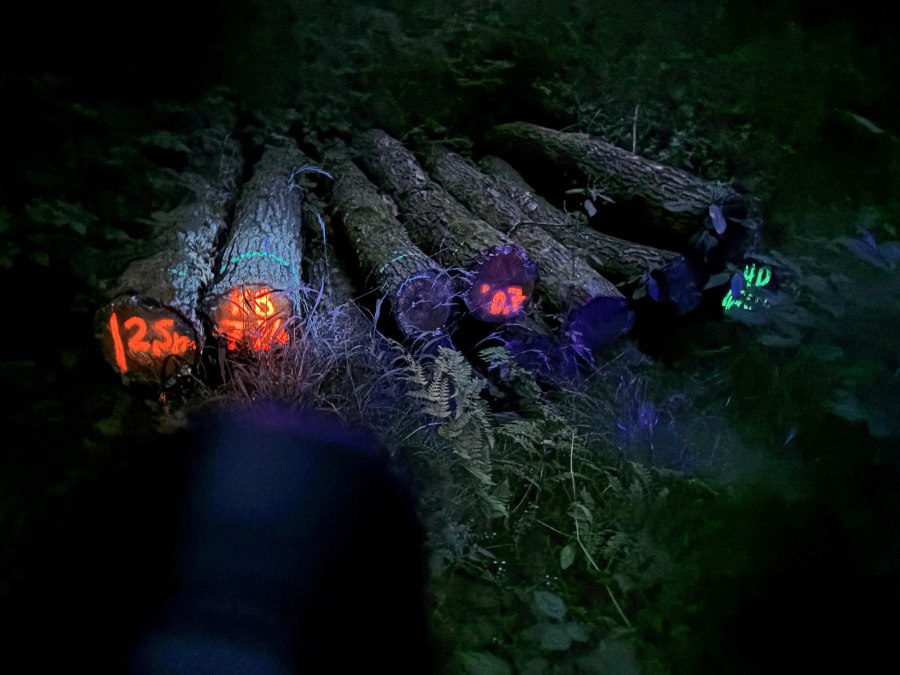 26-05-08 Im anderen Licht 2, GMZ, © C 26-05-08 Im anderen Licht 2, GMZ, © C