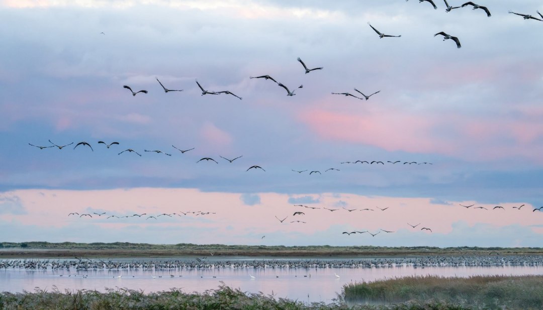 Kraniche fliegen im Morgenlicht &uuml;ber den Nationalpark Vorpommersche Boddenlandschaft, w&auml;hrend weitere V&ouml;gel im flachen Wasser rasten.