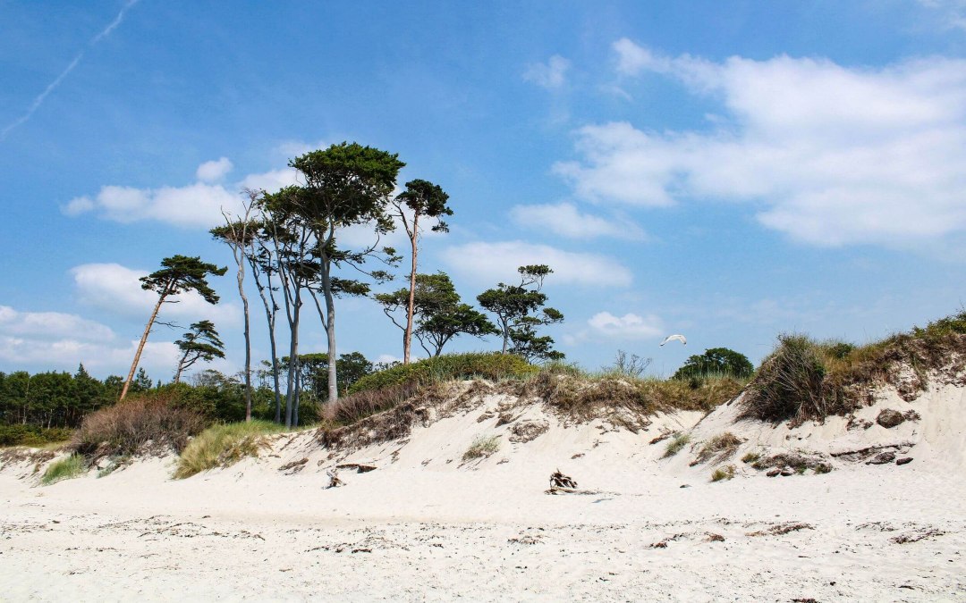 Wesstrand Dar&szlig; mit Naturstrand im Sommer // &copy; TMV/Gohlke