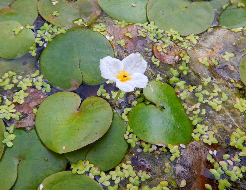 Abb. 2: Der Froschbiss (Hydrocharis morsus-ranae) ist an den Schlossteichen zu finden. // © U. Jueg Abb. 2: Der Froschbiss (Hydrocharis morsus-ranae) ist an den Schlossteichen zu finden. // © U. Jueg
