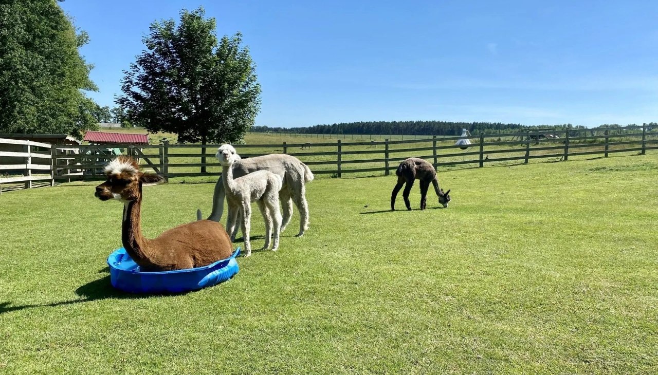Trebeltal- Alpacas, © Anne Häusler Trebeltal- Alpacas, © Anne Häusler