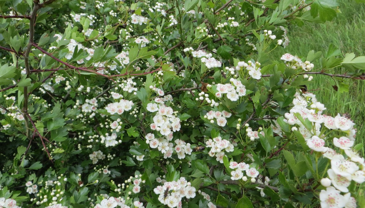 mai_2014-3, &copy; Kurverwaltung M&ouml;nchgut