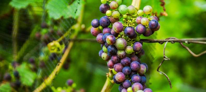 Weingut Schloss Rattey, &copy; Weingut Schloss Rattey | Inselm&uuml;hle Usedom GmbH