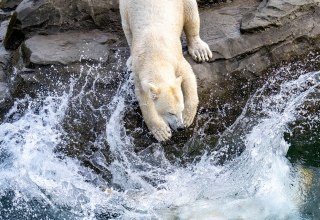 Ein Eisbär im Zoo Rostock. // © Zoo Rostock/ Drübbisch Ein Eisbär im Zoo Rostock. // © Zoo Rostock/ Drübbisch