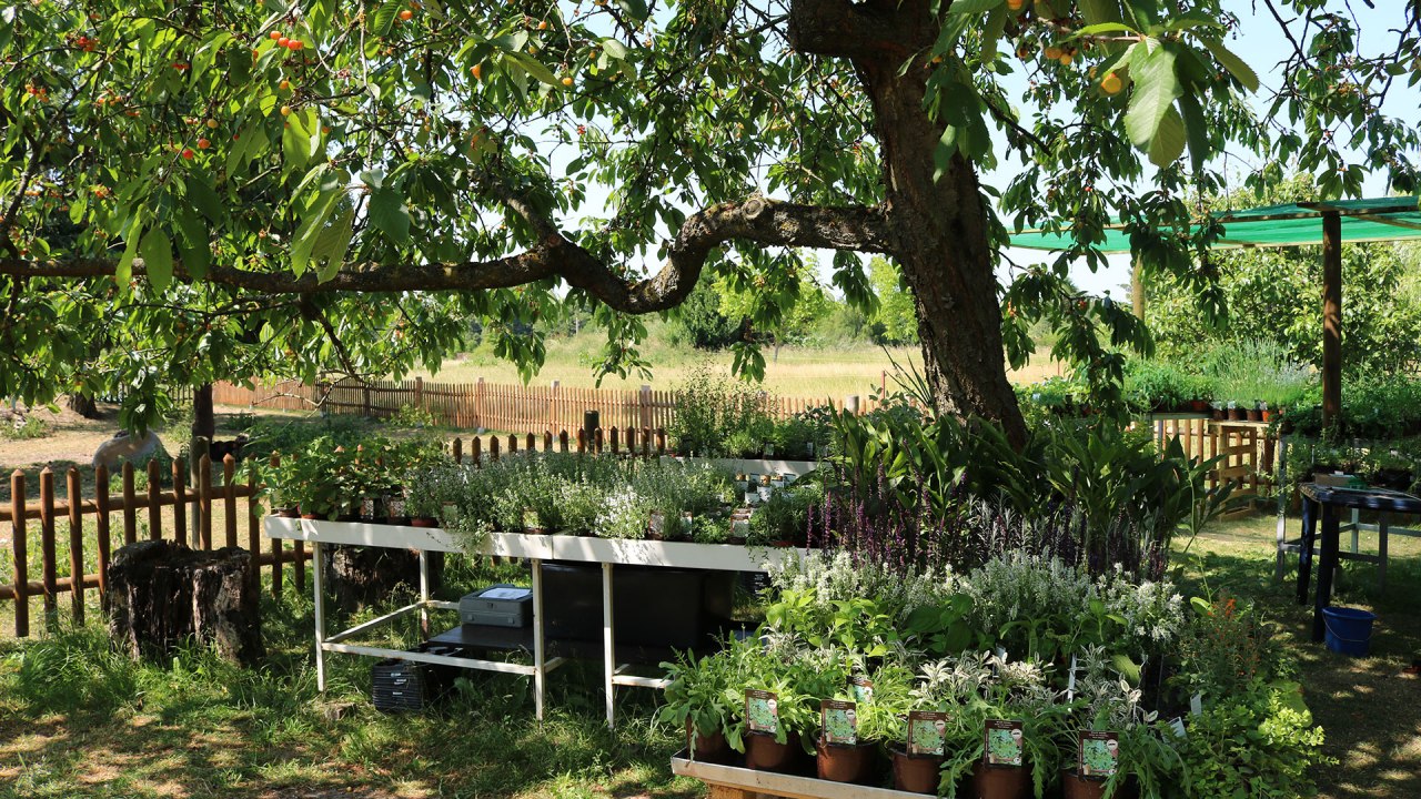 Luplower Kr&auml;uterg&auml;rtnerei // &copy; Silke Voss