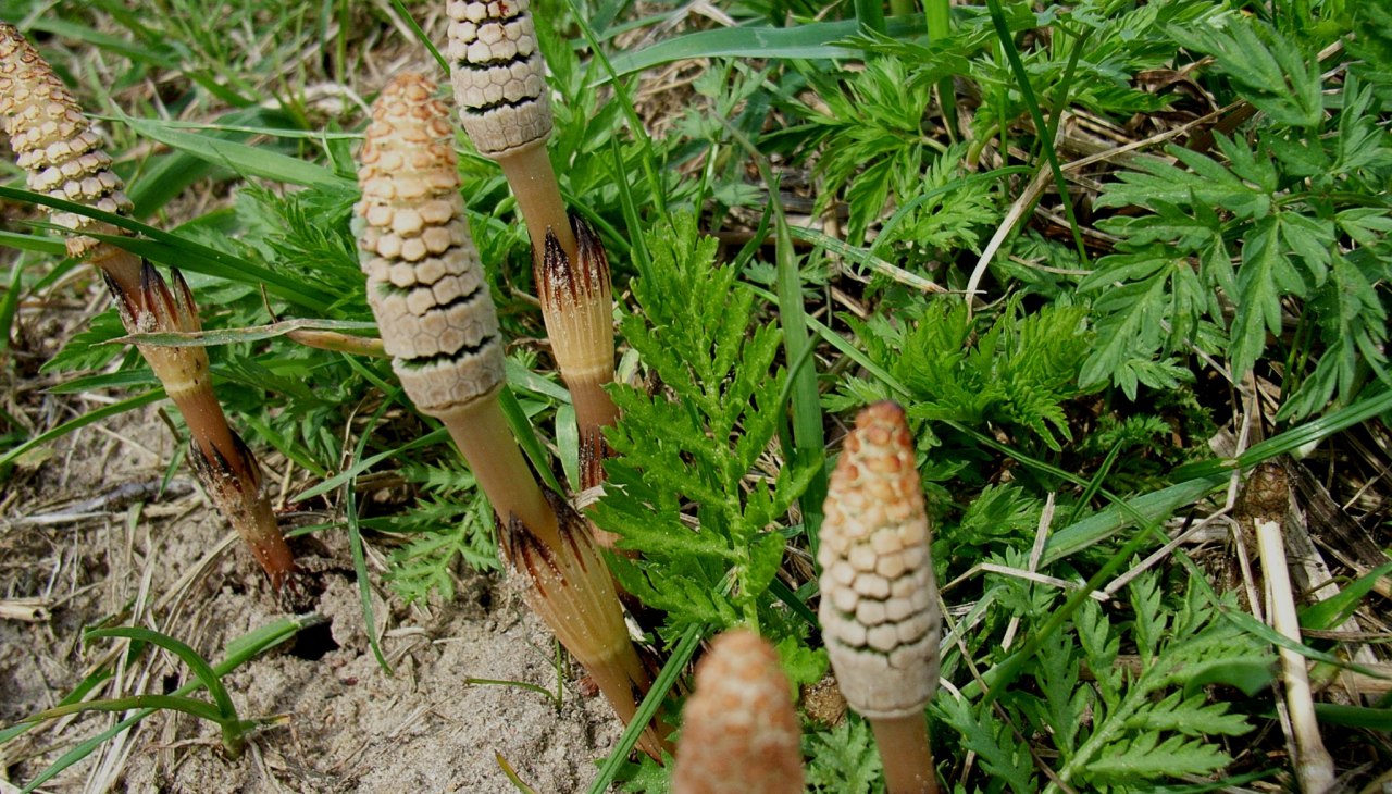 Pilzwanderung im Küstenwald, © Ackerschachtelhalm.jpg