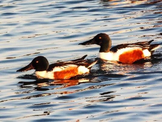 Unbenannt, &copy; NABU