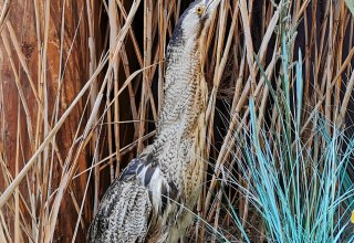 Die Rohrdommel wird wegen ihres Rufes auch "Moorochse" genannt. // © Naturpark Nossentiner/Schwinzer Heide Die Rohrdommel wird wegen ihres Rufes auch "Moorochse" genannt. // © Naturpark Nossentiner/Schwinzer Heide