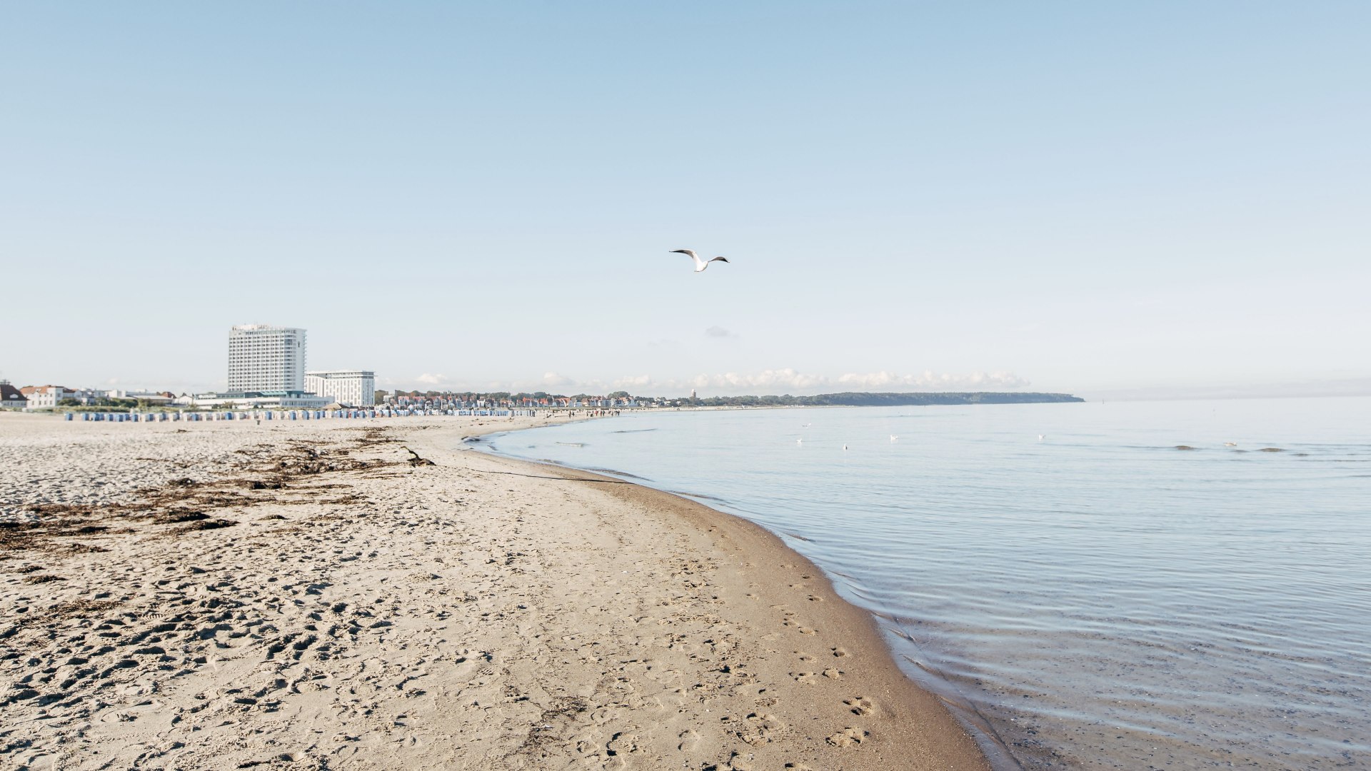 Sandstrand von Warnem&uuml;nde mit flacher Ostsee, fliegender M&ouml;we und Blick auf Hotelbauten entlang der Promenade.