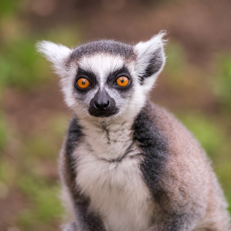 Bild Katta Fr&uuml;hjahrsputz, &copy; Zoo Schwerin