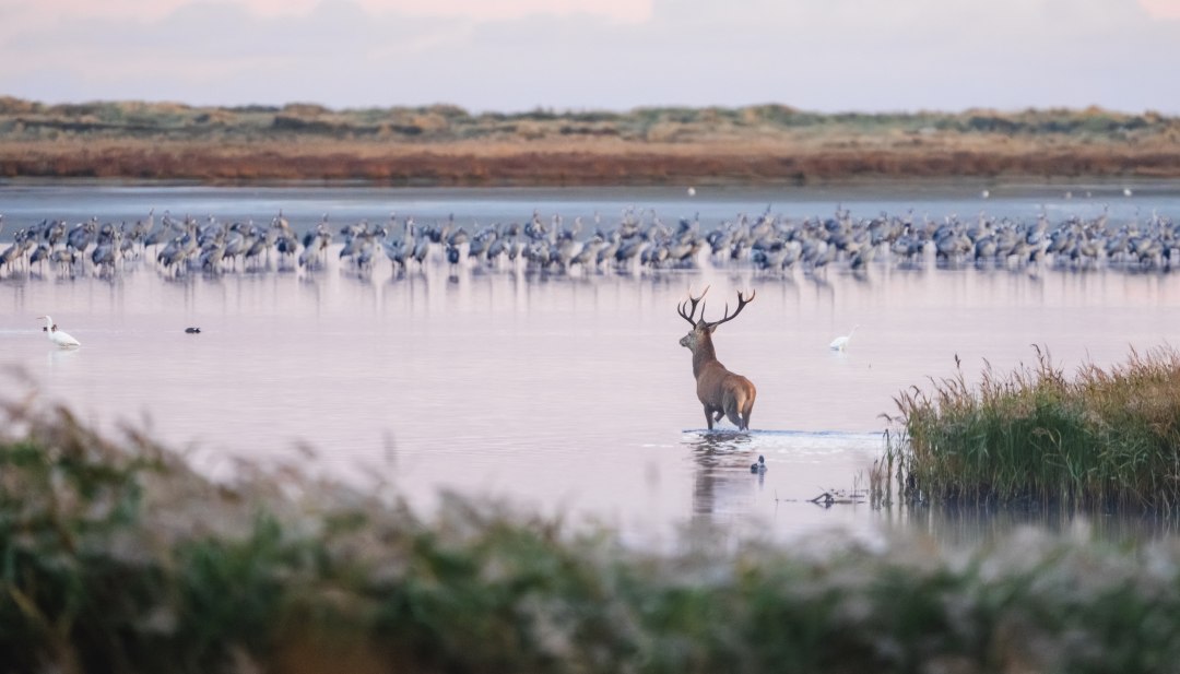 Ein Hirsch watet durch das flache Wasser bei Sonnenaufgang, umgeben von Schilf und einer Gruppe Kraniche im Hintergrund.