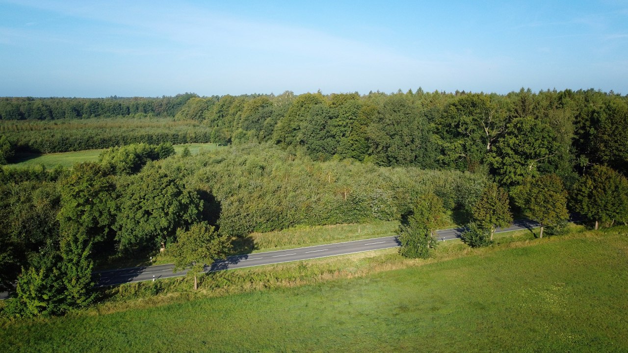 Klimawald B&uuml;tzow // &copy; Landesforst MV