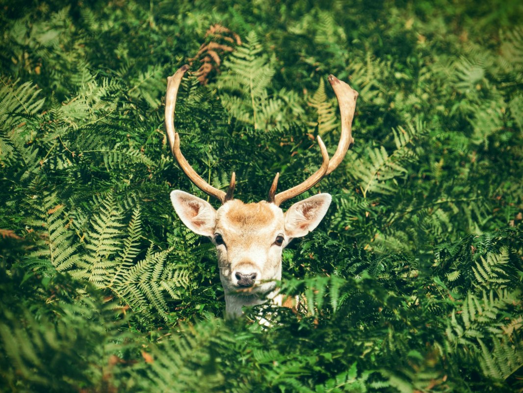Natur- und Wildwoche in Graal-Müritz | 17. – 24. Oktober 2025 // © Foto von Chris Greenhow auf Unsplash Natur- und Wildwoche in Graal-Müritz | 17. – 24. Oktober 2025 // © Foto von Chris Greenhow auf Unsplash