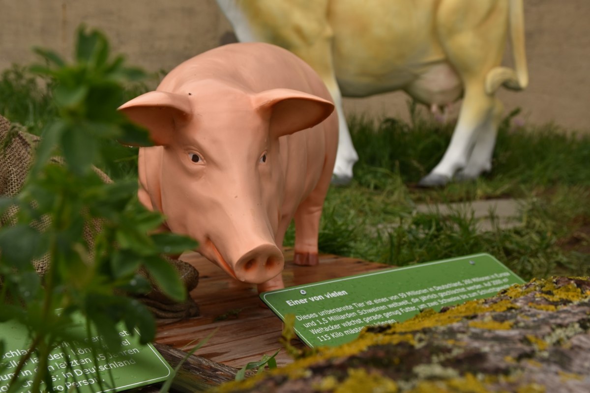 Vleesstation bij de Weltacker // © Lena Willisch Vleesstation bij de Weltacker // © Lena Willisch