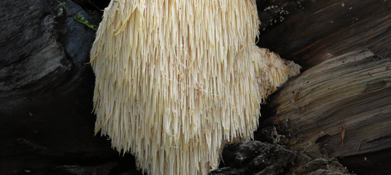 &copy; Igelstachelbart_Hericium_erinaceus.jpg Lebrac abgeleitetes Werk, Ak ccm, CC BY-SA 3.0 via Wikimedia
